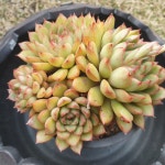 [수암다육] 예봉이 랜덤발송 Echeveria 다육 다육이 다육식물 반려식물 국민다육 630 : 수암다육농장