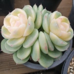 [수암다육] 컬러 알바뷰티 랜덤발송 Echeveria Alba Beauty 다육 다육이 다육식물 반려식물 국민다육 628 : 수암다육농장