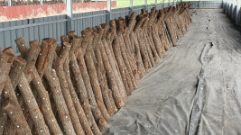 표고접종목10개 배양목 개인 태양광발전소 등 전자계산서발행 및 컨설팅 : 버섯종균NO.1 머쉬타운