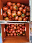 대저짭잘이토마토 : 알뜰청년단