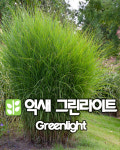 억새 그린라이트 18cm 비닐포트 그라스 Greenlight : 산골정원