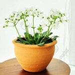 칠전몰 3개셋트 링단지 토분 까페화분 플랜테리어 라벤더화분 : 칠전스토어