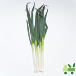 대파 10Kg (중국산) : 사라상회
