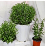 포도밭 로즈마리 거실 집들이 선물 사무실화분 플랜테리어 : 포도밭