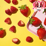 슬로우팜 동결건조간식 딸기 15g : 파워도그