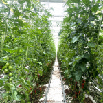 대추 방울토마토 로얄과 산지직송 : 원우팜