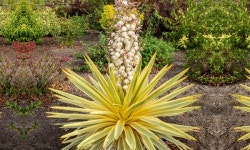 처인원예종묘 유카 브라이트스타 C3포트묘 무늬 상록 다년생 홈가드닝 : 처인원예종묘