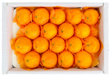 제주 고당도 산지직송 감귤 카라향 2.5kg, 4.5kg : 제주서림농원