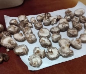 강원도 자연산 표고버섯 노지 자연재배 참나무 재배 표고 : 맛있수다제주