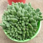 [수암다육] 축전 랜덤발송 Conophytum Bilobum 다육 다육이 다육식물 반려식물 국민다육 플랜테리어 미니선인장 : 수암다육농장