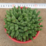 [수암다육] 축전 랜덤발송 Conophytum Bilobum 다육 다육이 다육식물 반려식물 국민다육 플랜테리어 미니선인장 : 수암다육농장
