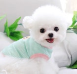 몽타운 강아지 얇은옷 민소매 여름 봄 나시 : 몽타운