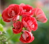 지아로즈 제라늄 대품 : K정원