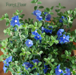 아메리칸 블루 이태리토분  블루 데이즈 봄꽃 꽃나무 인테리어화분 : Forest Floor