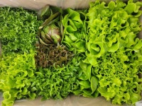 친환경 유럽 샐러드 채소 유럽 상추 1kg , 600g 유러피안 야채 버터헤드 로메인 : 밀양 나리팜