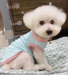 몽타운 강아지 얇은옷 민소매 여름 봄 나시 : 몽타운