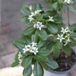 만리향 중품 모종 향기나는 식물 나무 화분 개업화분 집들이선물 더피움 : 더피움