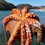 국내산 문어 자숙문어 숙회 1kg 1.2kg 제수용 제사 : 레옹푸드