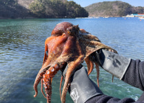 국내산 문어 자숙문어 숙회 1kg 1.2kg 제수용 제사 : 레옹푸드