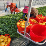 참외10키로 꼬마참외 10kg 성주 농장직송 : 참새농수산