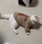 몽타운 강아지 귀여운 옷 비숑옷 곰돌이 : 몽타운
