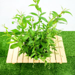 에덴플랜트 말발도리 중품 말발돌이 야생화 정원 화단 노지월동 다년초 : 에덴플랜트