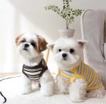 몽타운 귀여운 강아지 봄옷 시원한옷 시츄옷 : 몽타운