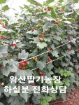 왕산딸기 5주 : 약도라지