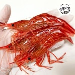 활 독도새우 꽃새우 국내산 국산 자연산 제철 생물 생 닭 500g -인증 : 비비아트웍스