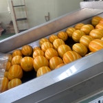 성주참외 고당도 가정용 못난이 2kg 3kg 5kg 10kg : 제일참청과