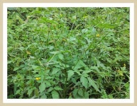 귀침초 도깨비바늘 자연산 국산 도깨비풀 오리지널건조 차 : 약초 궁