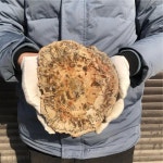 천연 석화 나무 표본, 준 조각, 크리스탈 치유석, 1.26kg : 팔공상사3