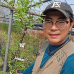 가침박달나무 묘목 3년생 키1m이상 화분 (특묘) : 한뿌리묘목농원