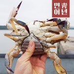 100% 국내산(자연산) 활 꽃게 알배기 암꽃게 숫꽃게 꽃개 산지직송 냉장 : 민어청년