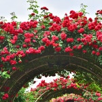 사계줄장미 스칼렛 넝쿨 덩굴 땅 줄 장미 나무 묘목 1-3지 꽃나무 : 틔움해찬농원