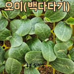 백다다기오이모종  (5)개 은성백다다기 텃밭 모종씨앗 채소 모종키우기 미니텃밭 배란다텃밭 주말농장 오이모종 오이키우기 오이소박이 : 농부... 