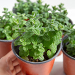 애플민트 허브 키우기 쉬운 화분 식용 허브 농장 잎 모종 식물 종류 : 피플랜트