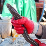 착한어부 착한어부손질한 통영 바다장어(중대) 1kg (손질후 750g내외3~4미) -인증 : 하늘집