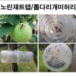 [신형] 노린재트랩/톱다리개미허리 H2184 : 오늘은 최고의 날