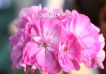 한국제라늄 새벽빛라벤더 (편안한빛님작) 소품  공기정화식물 유럽제라늄 러시아제라늄 : 미소꽃농원