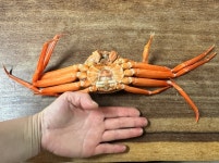 자숙홍게 3kg 작지만 달고 맛있는 홍게 실속형 A급홍게 : 삼부자네숏다리와뚱문어성남점