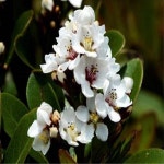 다정큼나무/실생3년포트묘(3개묶음)/조경수/정원수/묘목/h1910 : 카카호호1