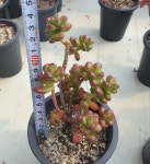 [수암다육] 송록 랜덤발송 Sedum lucidum Obesum 다육 다육이 다육식물 반려식물 국민다육 635 : 수암다육농장