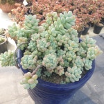 [수암다육] 부사 단품 Sedum Torereasei 다육 아프리카식물 다육식물 수입다육 플랜테리어 330 : 수암다육농장