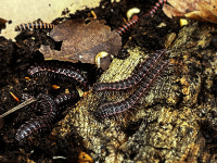 외갈래띠노래기 토종밀리패드 아머드밀리패드/배각류/애완곤충/절지류키우기 옵션에서 추가사육용품추가가능 : 벌러지닷컴