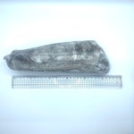 [10kg 박스단위 판매] 무늬오징어 아오리이까 [급냉/일본산] : 티앤에프 코리아