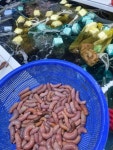 국내산 개불미끼 낚시 미끼개불 횟감개불(마리당) : 땡큐수산