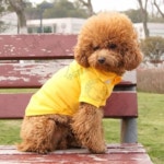 칠전몰 반팔 애견옷 L 옐로우 강아지 의류 애견 여름 옷 실내복 : 칠전스토어