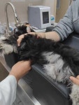 초음파매트 엑스레이 강아지 동물병원 반려견 고양이 : 나무랑e