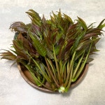 국산 가죽나물 500g 1kg 첫순 옆순 두벌순 참죽 가죽나무 순 덕진푸드 : 덕진푸드